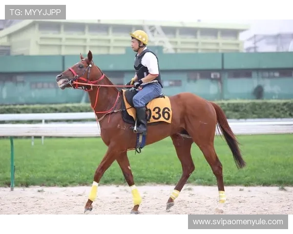 澳门赛马会三码公函的法律依据与政策背景分析 澳门赛马会三码公函的法律依据与政策背景分析